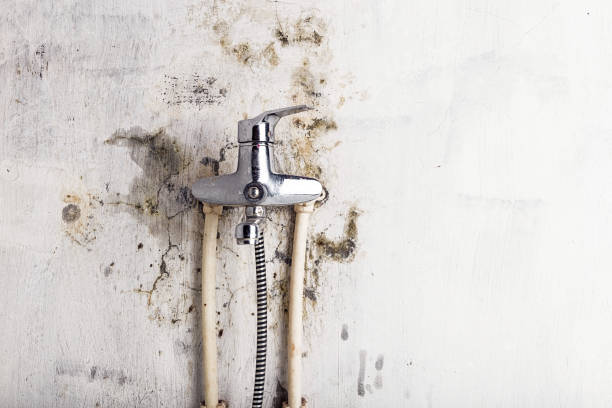 Best Mold Cleaning Services  in Carlisle, IA