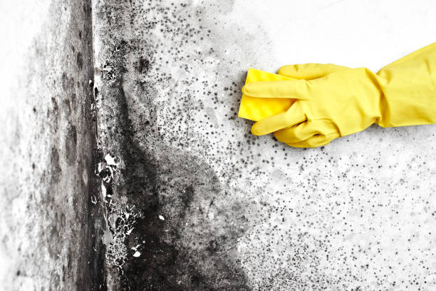 Best Home Mold Removal  in Carlisle, IA