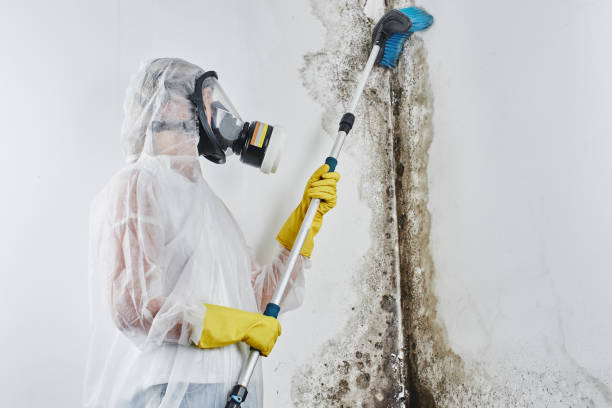 Attic Mold Removal in Carlisle, IA
