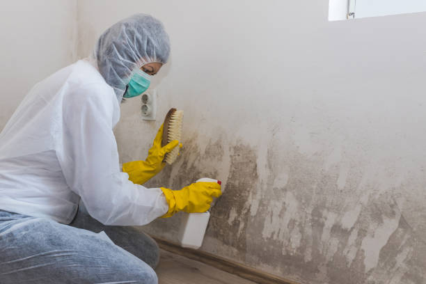 Best Fast Mold Removal  in Carlisle, IA