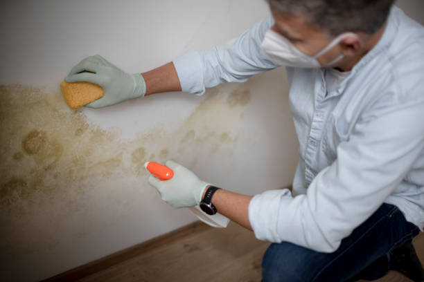 Best Mold Damage Repair  in Carlisle, IA