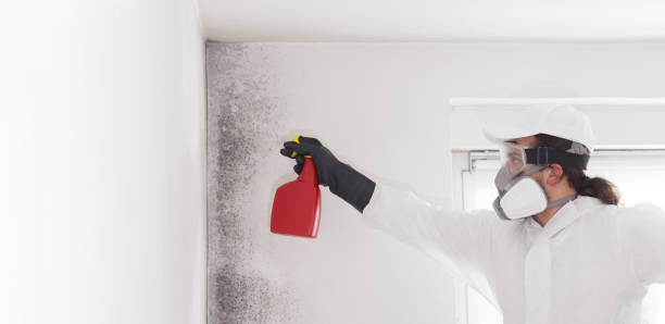 Reliable Carlisle, IA Mold Removal Solutions