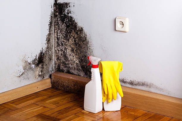 Best Toxic Mold Removal  in Carlisle, IA