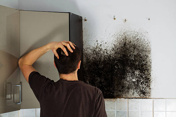 Office Mold Removal Services in Carlisle, IA