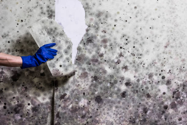 Best Attic Mold Removal  in Carlisle, IA