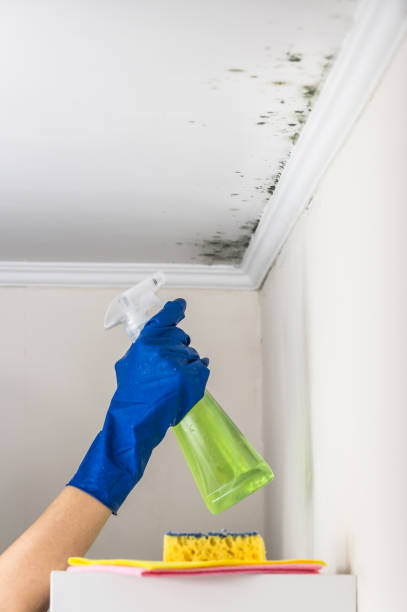Best Residential Mold Removal  in Carlisle, IA